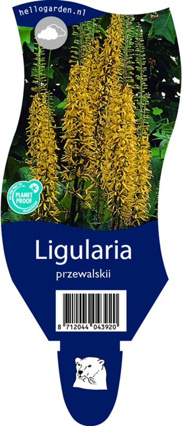 Ligularia przewalskii - P11